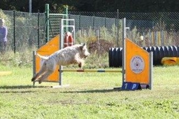 agility irish soft coated wheaten terrier