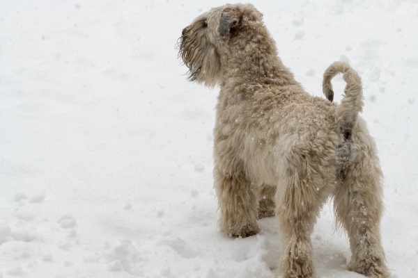 irish soft coated wheaten terrier iulius terriers