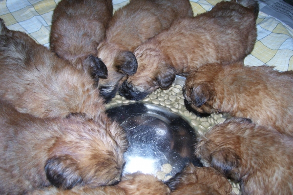 cuccioli irish soft coated wheaten terrier iulius terriers