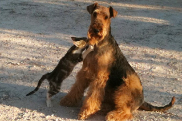 airedale terrier iulius terriers