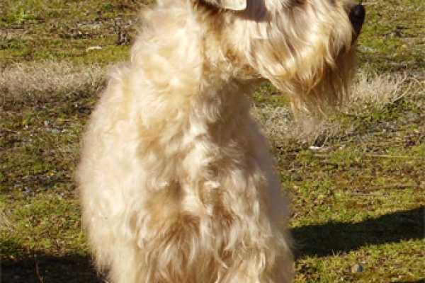 irish soft coated wheaten terrier iulius terriers obedience 